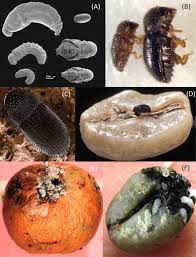 Image result for Coffea salvatrix