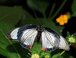 Image result for Jumellea usambarensis