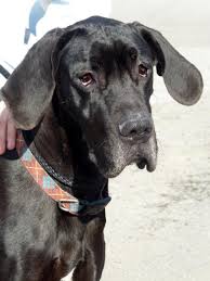 This article provides information about great danes puppies, bloat, food and eating habits. Great Dane Puppy Rescue Nj Review At Puppies Status Velocity Uwaterloo Ca