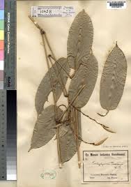 Image result for Hypselodelphys