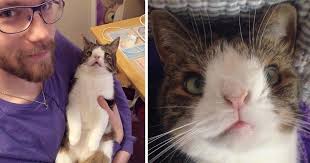 Who knew cats with down syndrome would be so cute. Meet Monty The Cat With Down Syndrome That S Capturing Hearts Around The World