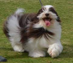 I am located on the western slope of colorado. Chocolate Havanese Dogs For Sale Chocolate Havanese Puppies Chocolate Havanese Puppies For Sale Cali Havanese Puppies For Sale Havanese Puppies Havanese Dogs