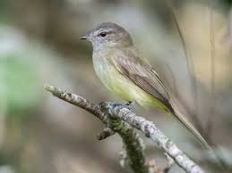 Image result for Geigeria engleriana