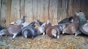 Salveaza cautarea pentru a primi notificari atunci cand apar anunturi noi care se potrivesc criteriilor tale. Porumbei De Vanzare 2018 2019 Vaslui Youtube