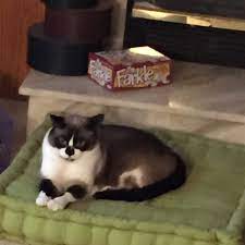 Snowshoe Cat Princess Ana Lounging By The Fireplace Snowshoe Cat American Shorthair Cat Cats