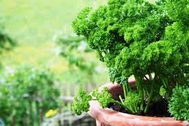 Petersilie Richtig Anbauen Pflegen Ernten Und Frischhalten Petersilie Pflanzen Schnittlauch Pflanzen Krauter Pflanzen
