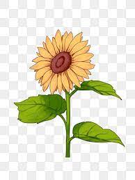 Yellow Sunflower Flower Illustration Sunflower Clipart Sunflower Flower Cartoon Flower Png Transparent Clipart Image And Psd File For Free Download Sunflower Illustration Cartoon Flowers Flower Illustration