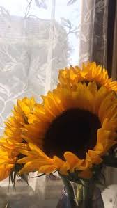 Sunflowers Berni Hurton In 2020 Photography Plants Sunflower