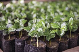 Image result for Coffea salvatrix