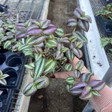 Image result for Tradescantia zebrina