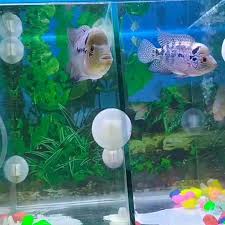 Check spelling or type a new query. Azzam Aquarium Home Facebook
