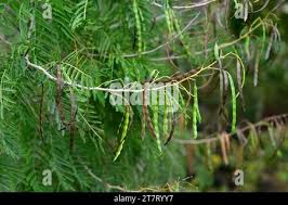 Image result for Acacia davyi