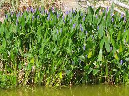 Image result for Pontederiaceae