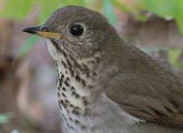 Killdeer Bird With White Ring Around Neck Gray Cheeked Thrush Bird Life List Common Birds Birds