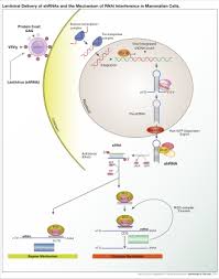 Check spelling or type a new query. Rna Interference Wikipedia