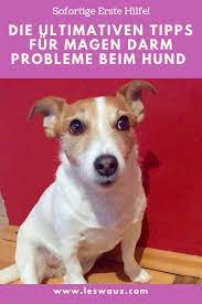 Die Ultimativen Tipps Fur Magen Darm Probleme Beim Hund Leswauz