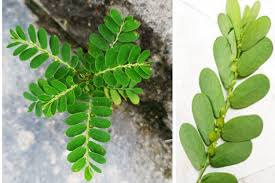 Image result for Phyllanthus amarus