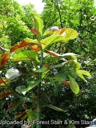 Image result for Synadenium cupulare