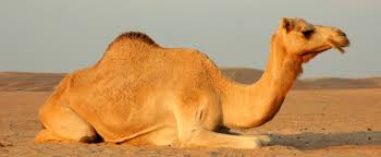 A camel can travel at a steady pace for over ten hours a day carrying loads up to six hundred pounds or nurse their calves while trekking for weeks without water. Camel The Most Extreme Wiki Fandom