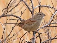 Image result for Burttia prunoides