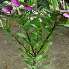 Image result for Polygala filicaulis