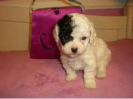 Gooddog.com has been visited by 10k+ users in the past month Toy Poodle Puppies In California