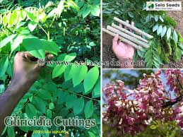 Image result for Gliricidia