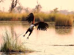 Hotels near moremi wildlife reserve. Moremi Game Reserve The Heart Of The Okavango Botswana