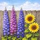 Backyard Garden – Ages 21 and up