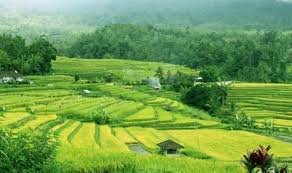 Sistem pengairan subak telah dipraktekkan oleh masyarakat bali sejak ratusan tahun silam. Mantap Subak Ditetapkan Unesco Jadi Warisan Dunia Republika Online