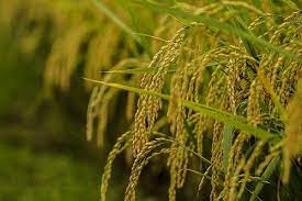 Untuk keperluan ini, sawah harus mampu menyangga genangan air karena padi memerlukan penggenangan pada periode tertentu dalam pertumbuhannya. Gambar Pemandangan Sawah Padi Dari Dekat Gambar Pemandangan Fotografi
