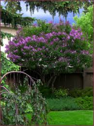 Image result for Syringa prestoniae