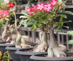 Image result for Adenium