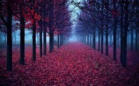 4096 Autumn Hd Wallpapers Background Images Wallpaper Abyss Page 2 Forest Wallpaper Easy Paintings Background Images