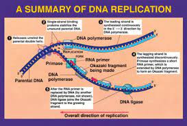 Dna replication forks perform a key function in dna replication and this quizworksheet will help you test. Biology Chapter 16 Dna Replication Flashcards Quizlet