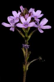 Image result for Buchnera buchneroides