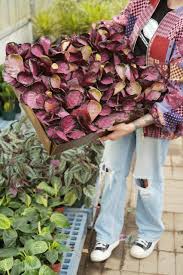 Image result for calathea