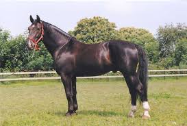 Groningen Horse Paarden Paardenrassen Dieren