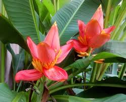 Image result for Musa ornata