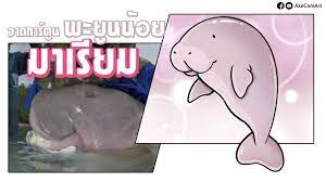 วาดการ ต นง ายๆ พะย นน อย มาเร ยม akecomart