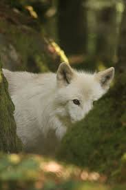 Suskun Suskunn Murat Celep Muratcelep Turk Bayrak Vatan Bozkurt Turan Wolf Lonelywolf Graywolf Wolf