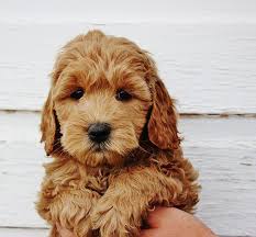 The golden retriever and the miniature or toy poodle. Apricot Miniature Goldendoodle Off 61 Www Usushimd Com
