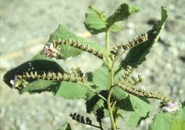 Image result for Wigandia urens