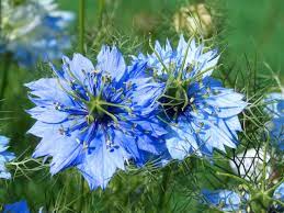 With summer weather and fertile soils, june is a great month so see some amazing flowers. Gardening Calendar What To Plant In June Growing Family