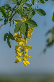 Image result for Laburnum anagyroides