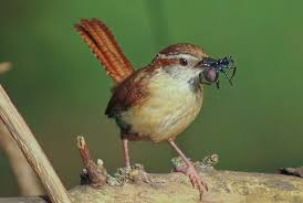 Maybe you would like to learn more about one of these? Carolina Wren Facts Habitat Diet Life Cycle Baby Pictures