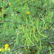 Image result for Acacia quiterajoensis