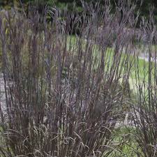 Image result for Andropogon eucomus