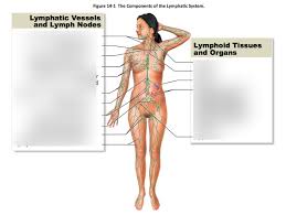 Lymphatic Chart Part 2 Diagram Quizlet