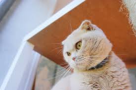 Néanmoins, la pose de ce produit antiparasitaire nécessite quelques recommandations. Collier Seresto La Verite Sur Ces Colliers Anti Parasitaires Reputes